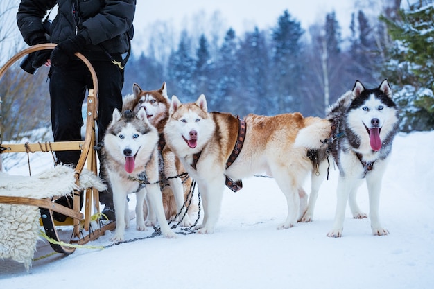 Husky Schlittenhunde im Winter am Schneetag