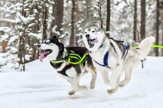 Husky Schlittenhunde ziehen Musher auf Ski