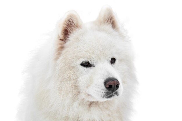 Husky Schlittenhundegesicht, isoliert. Weißer Hintergrund der Siberian Husky-Hunderasse, Maulkorbporträt