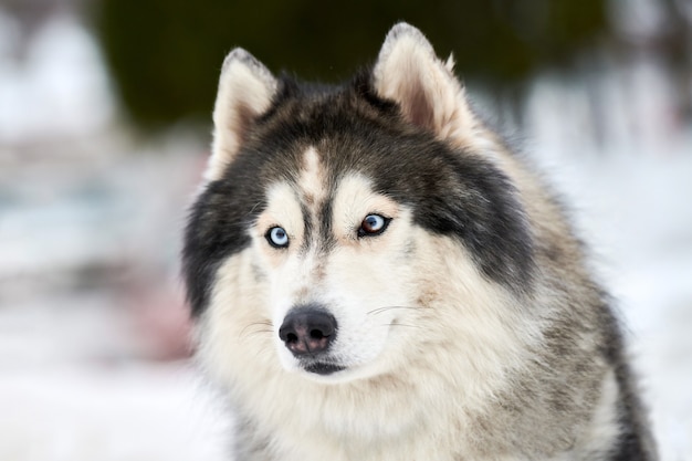 Husky Schlittenhundegesicht, Winterhintergrund