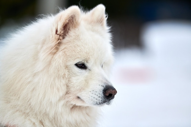 Husky Schlittenhundegesicht, Winterhintergrund