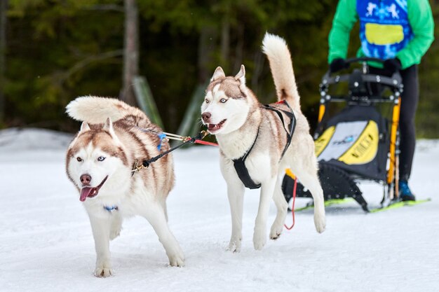 Husky Schlittenhunderennen im Winter im Winter