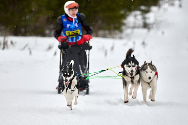 Husky Schlittenhunderennen im Winter