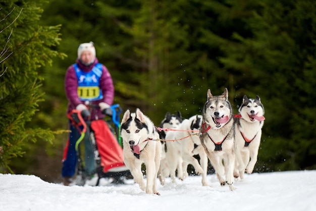 Husky Schlittenhunderennen im Winter