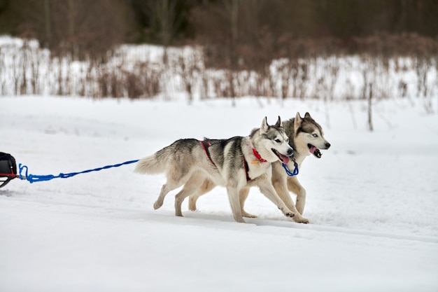 Husky Schlittenhunderennen im Winter