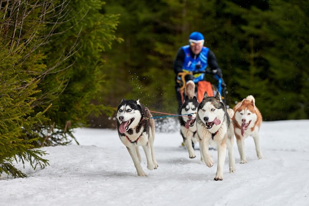 Husky Schlittenhunderennen im Winter