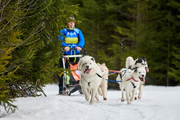 Husky Schlittenhunderennen im Winter