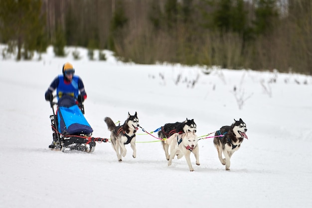 Husky Schlittenhunderennen. Winterhundesportschlitten-Teamwettbewerb