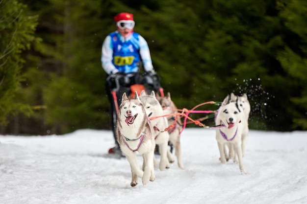Husky Schlittenhunderennen. Winterhundesportschlitten-Teamwettbewerb.