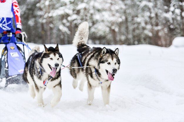 Husky Schlittenhunderennen