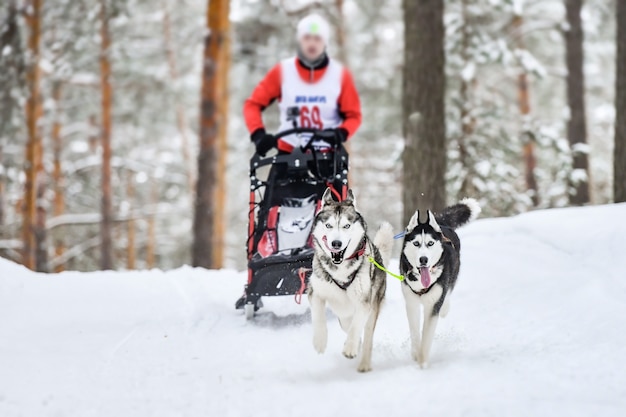 Husky Schlittenhunderennen