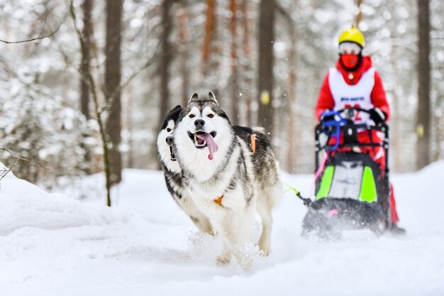 Husky Schlittenhunderennen