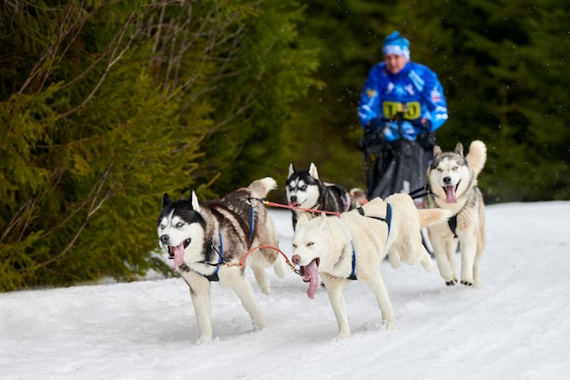 Husky Schlittenhunderennen