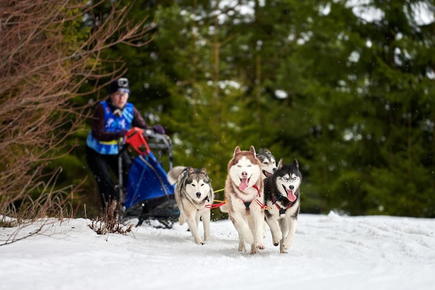 Husky Schlittenhunderennen