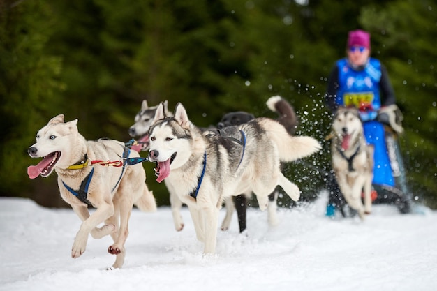 Husky Schlittenhunderennen