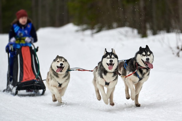 Husky Schlittenhunderennen