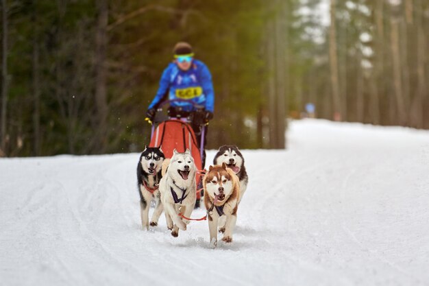 Husky Schlittenhunderennen