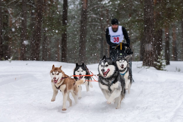 Husky Schlittenhundeteam zieht einen Schlitten