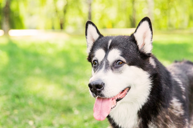 Husky-Schwarzweiss-Hund mit der Zunge. Großer Hund im Park. Hundegesicht