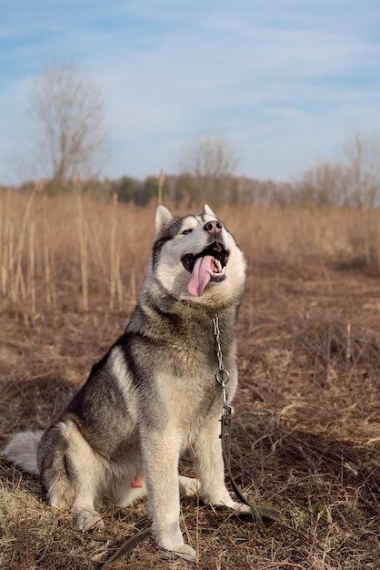 Husky senta-se no parque na grama no outono