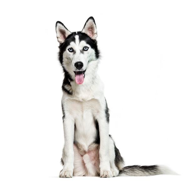 Husky siberiano, 6 meses de edad, sentado delante de un fondo blanco