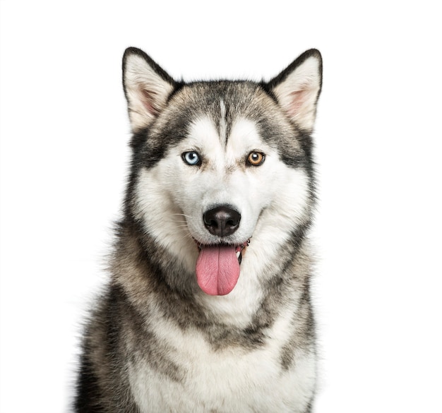 Husky siberiano, 9 meses de idade, em frente a um fundo branco