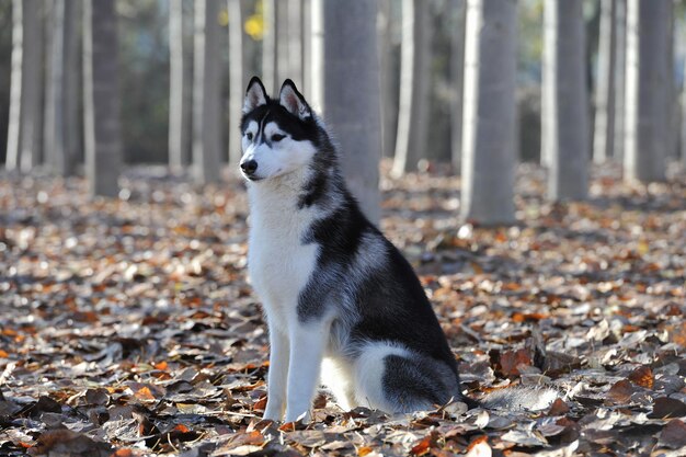 Husky siberiano adulto em uma floresta com folhas secas