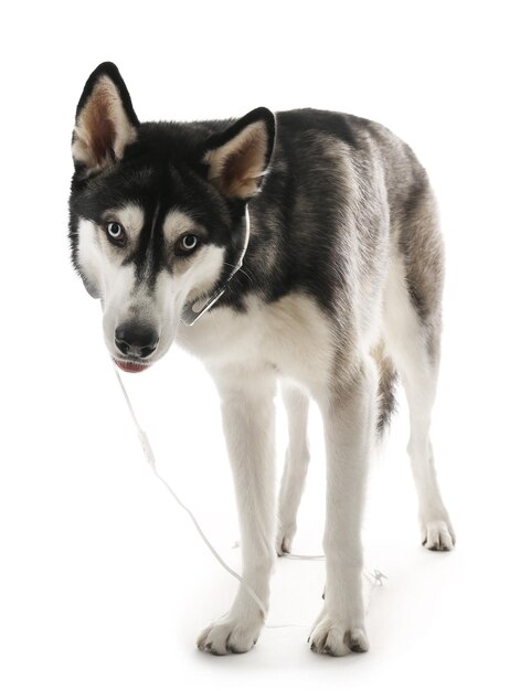 Husky siberiano en auriculares aislado en blanco