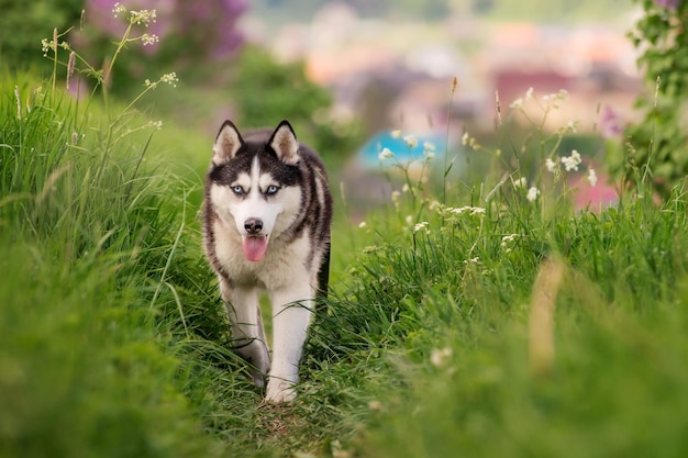 Husky siberiano blanco y negro caminando sobre una colina en la hierba verde de las montañas y en el contexto de un paisaje panorámico con casas en el horizonte