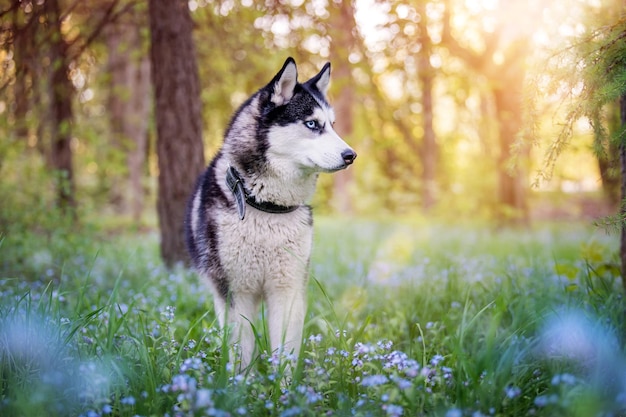 Husky siberiano blanco y negro está de pie Perro feliz en el paisaje natural Ojos azules