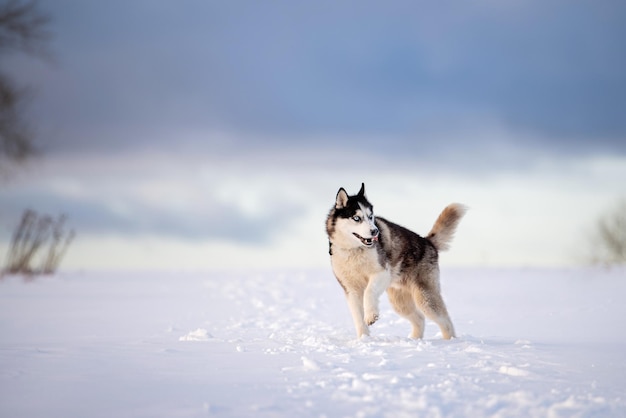 Husky siberiano blanco y negro con ojos azules camina en la nieve en invierno contra el fondo del cielo nocturno