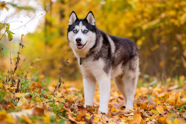 Un husky siberiano blanco y negro de ojos azules se encuentra en hojas amarillas en un parque de otoño