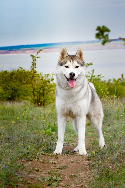 Husky siberiano bonito em pé na grama