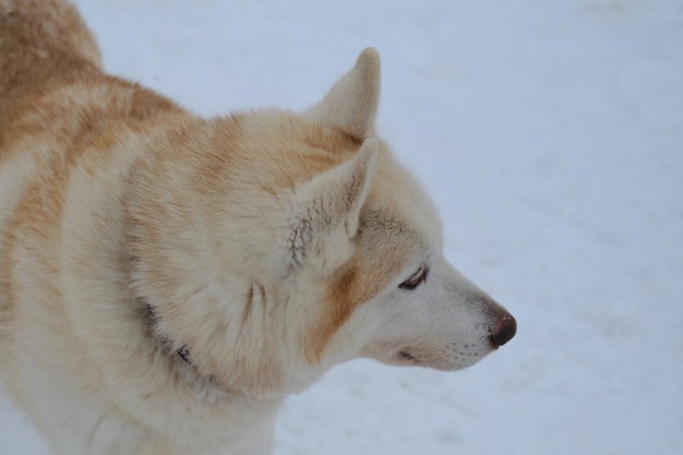 Husky siberiano branco vermelho com retrato de olhos castanhos em perfil fechado no inverno