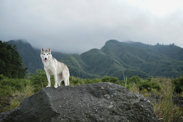 Foto husky siberiano branco