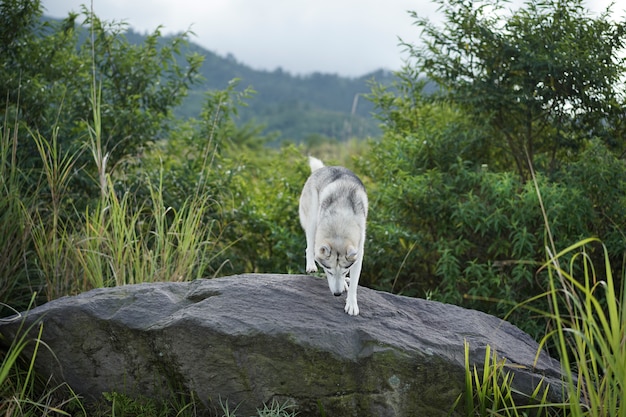 Foto husky siberiano branco