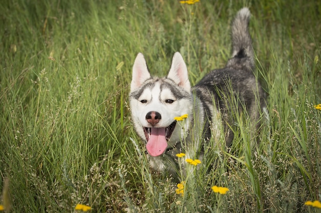 Husky siberiano brincando na grama