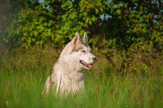 Husky siberiano camina en la hierba