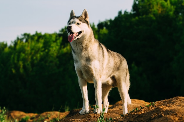 Husky siberiano camina en la hierba