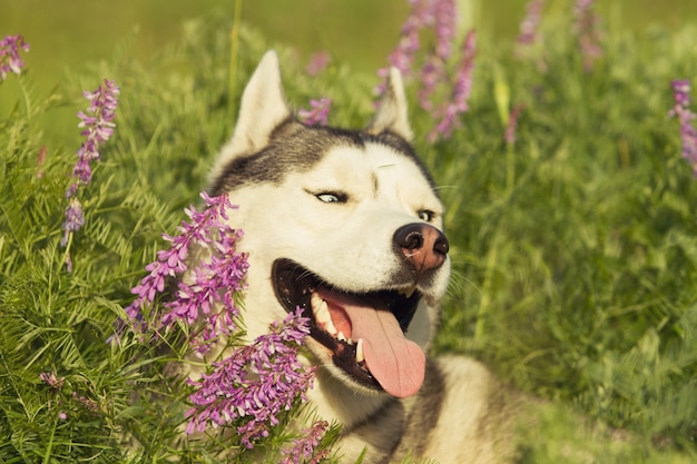 Husky siberiano camina en la hierba