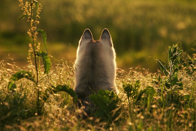 Husky siberiano camina en la hierba