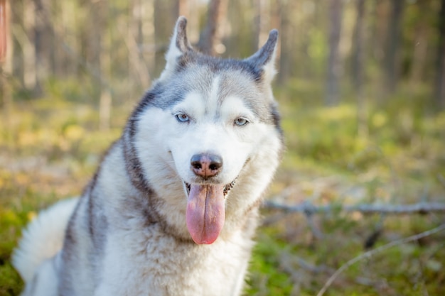 Husky siberiano caminando en el bosque.