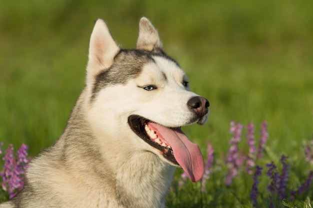 Foto husky siberiano caminhando na grama