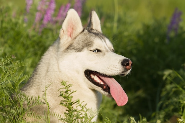 Foto husky siberiano caminhando na grama