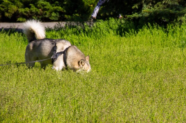 Husky siberiano con correa caminando al aire libre en Green Park