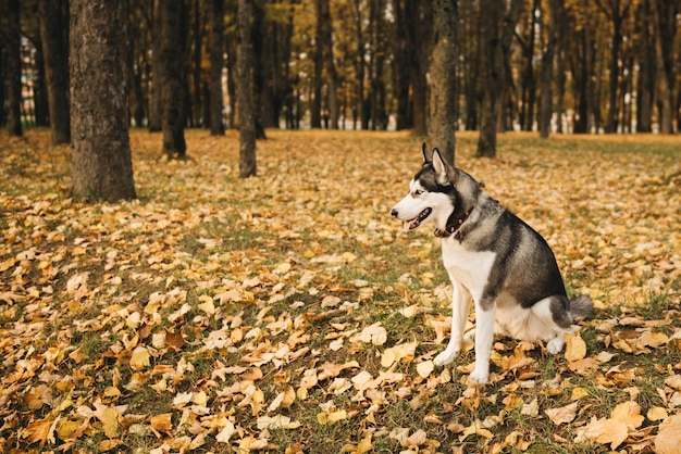 Husky siberiano deitado nas folhas amarelas