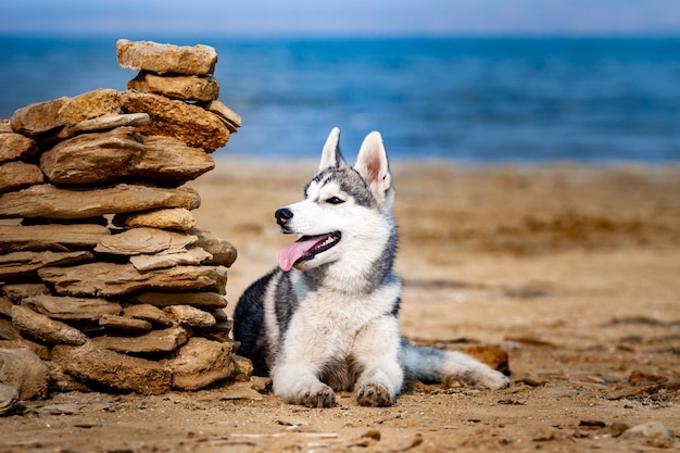 Husky siberiano disfrutando de un día soleado cerca del mar