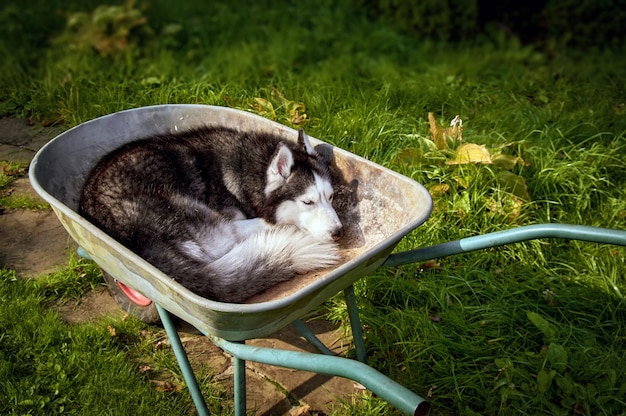 Husky siberiano durmiendo. Perro Husky duerme en carretilla acurrucado. Mascota Guapa.