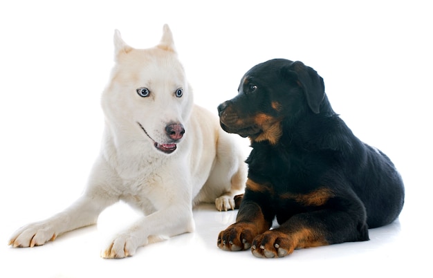 Husky siberiano e rottweiler