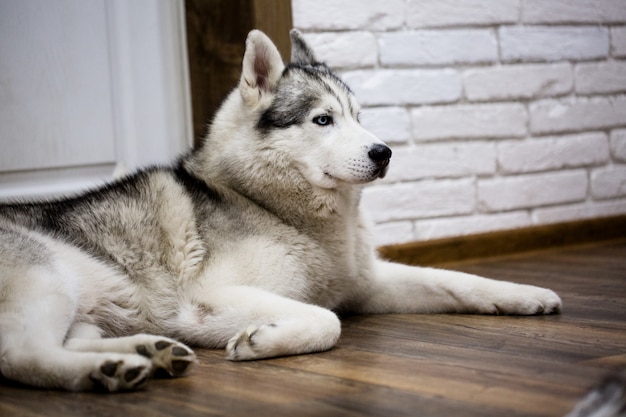 Husky siberiano em casa deitado no chão. estilo de vida com cachorro